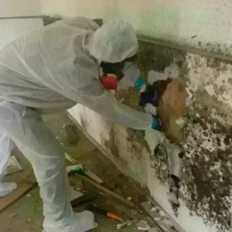 Mold Remediation and Removal in Sanger, TX